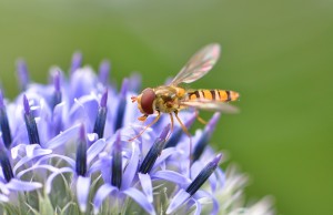 Allium and the Syrphidae          